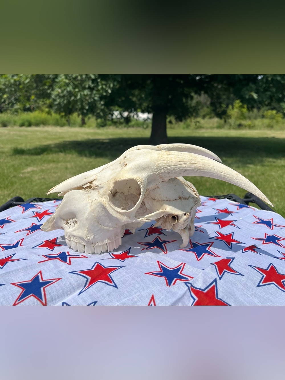 Goat Skull - Animal Bones - Taxidermy - Star Bandana